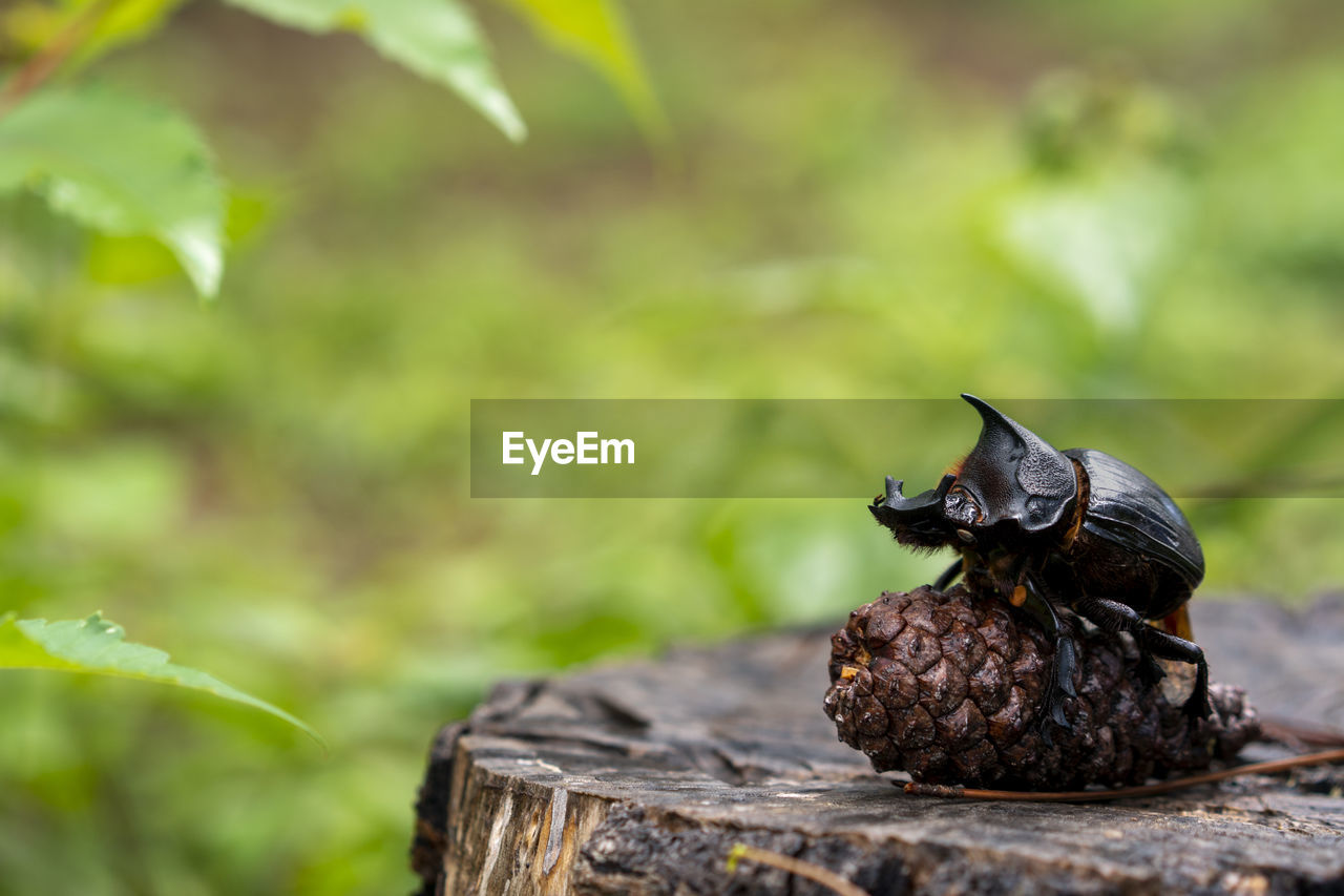 CLOSE-UP OF LIZARD ON TREE