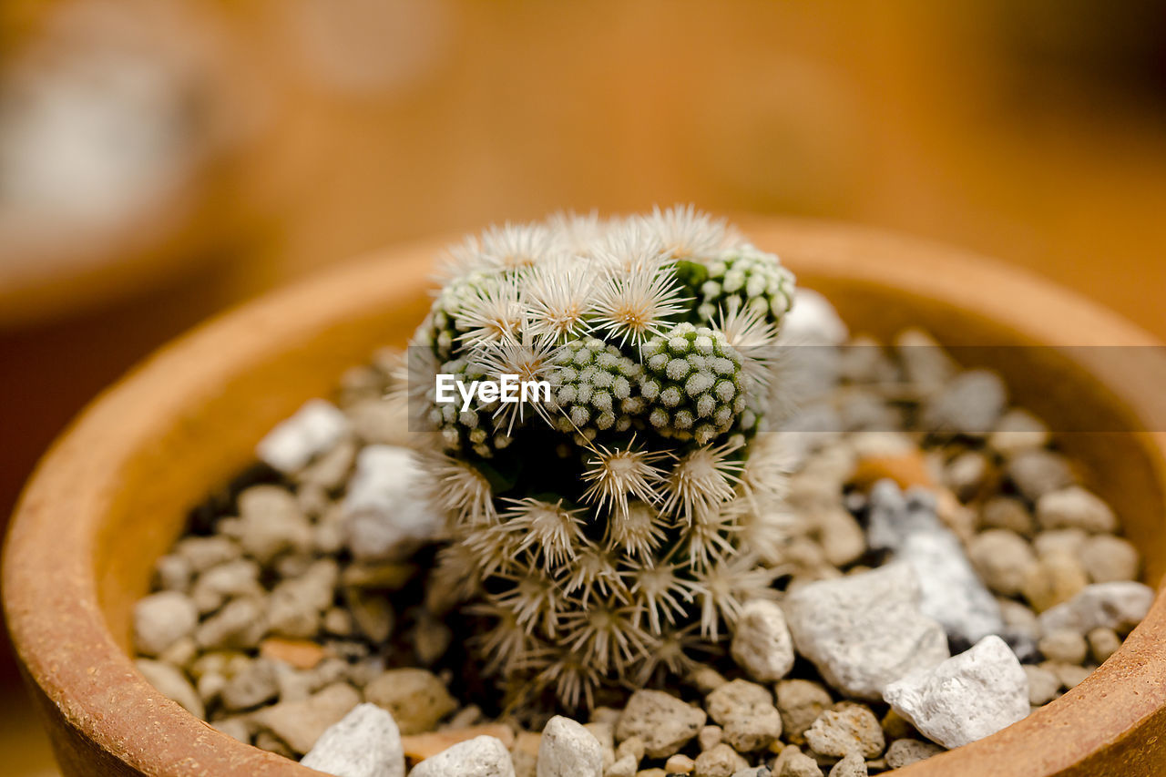 Close-up of potted cactus plant