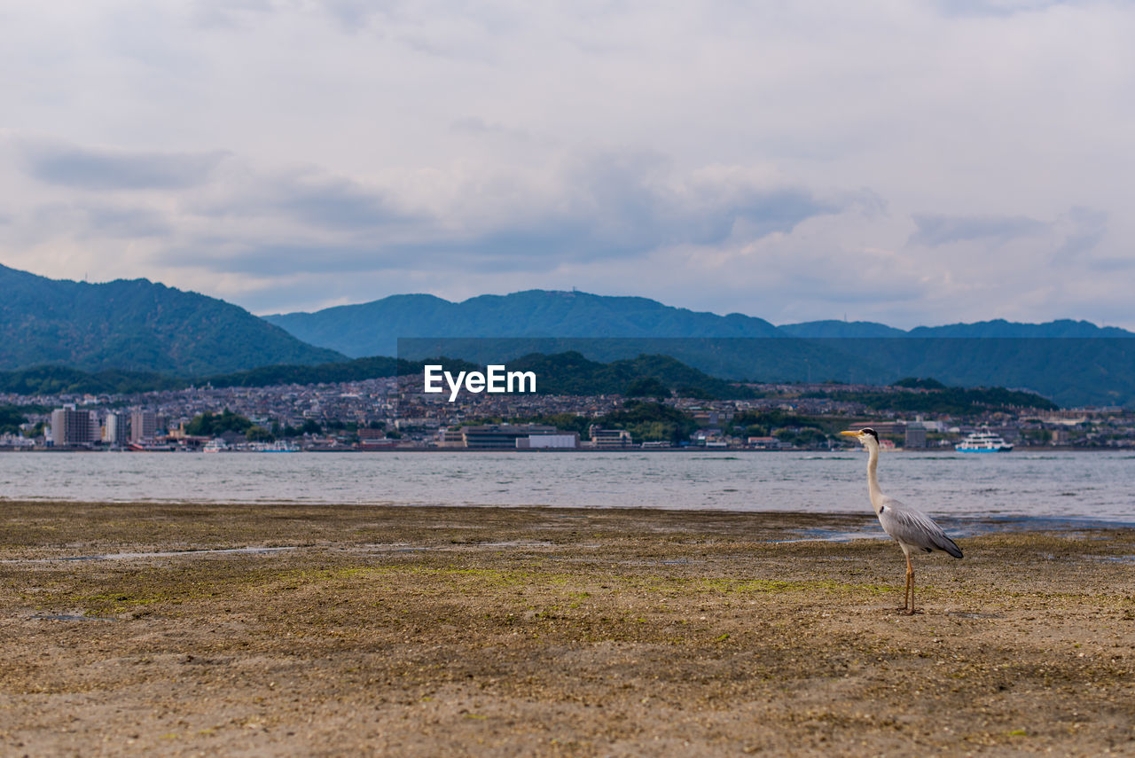 BIRDS ON BEACH AGAINST SKY