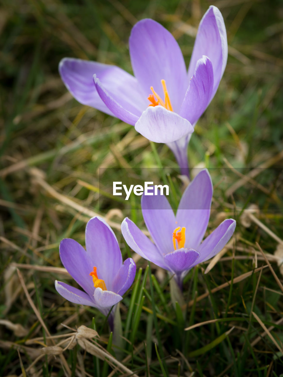 CLOSE-UP OF PURPLE FLOWERS BLOOMING IN FIELD