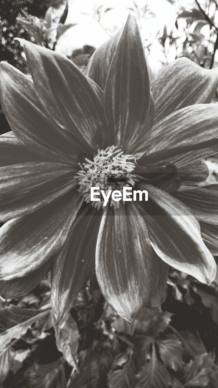 Close-up of orange flower