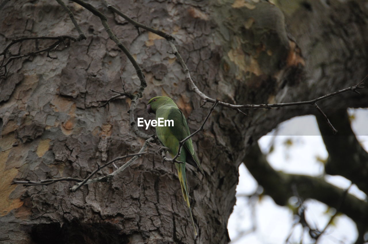 Low angle view of parrot perching on twig against tree trunk