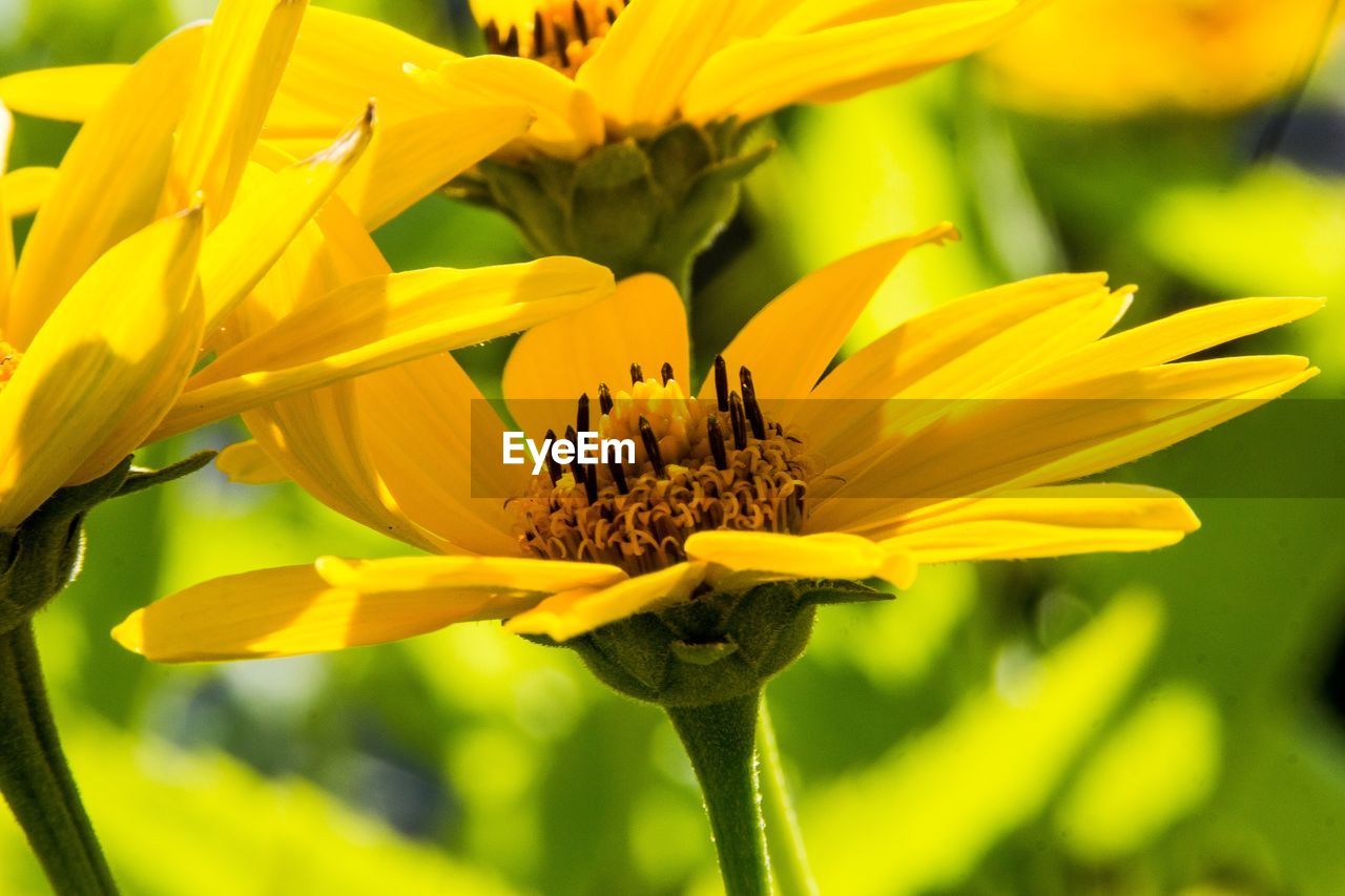 Close-up of yellow flowering plant