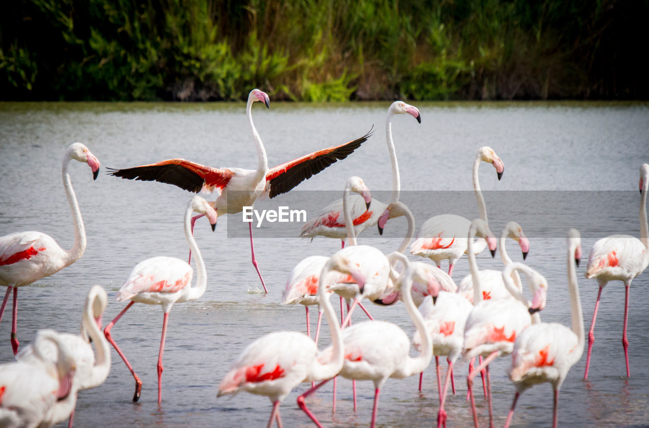 Close-up of flamingos on lake