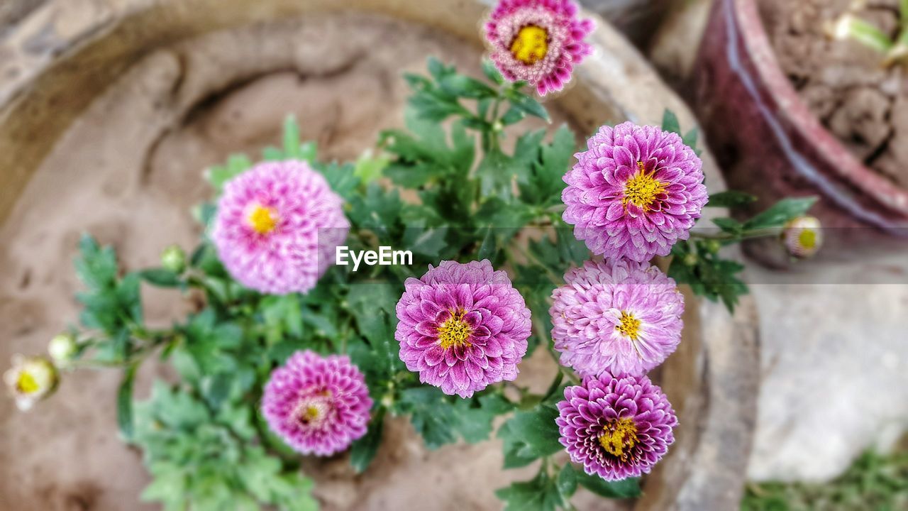 CLOSE-UP OF FLOWERS