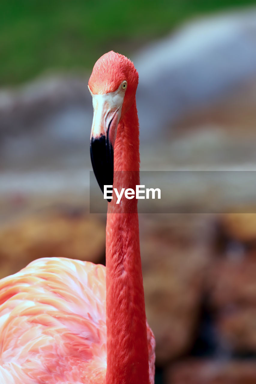 Close-up of flamingo against rocks