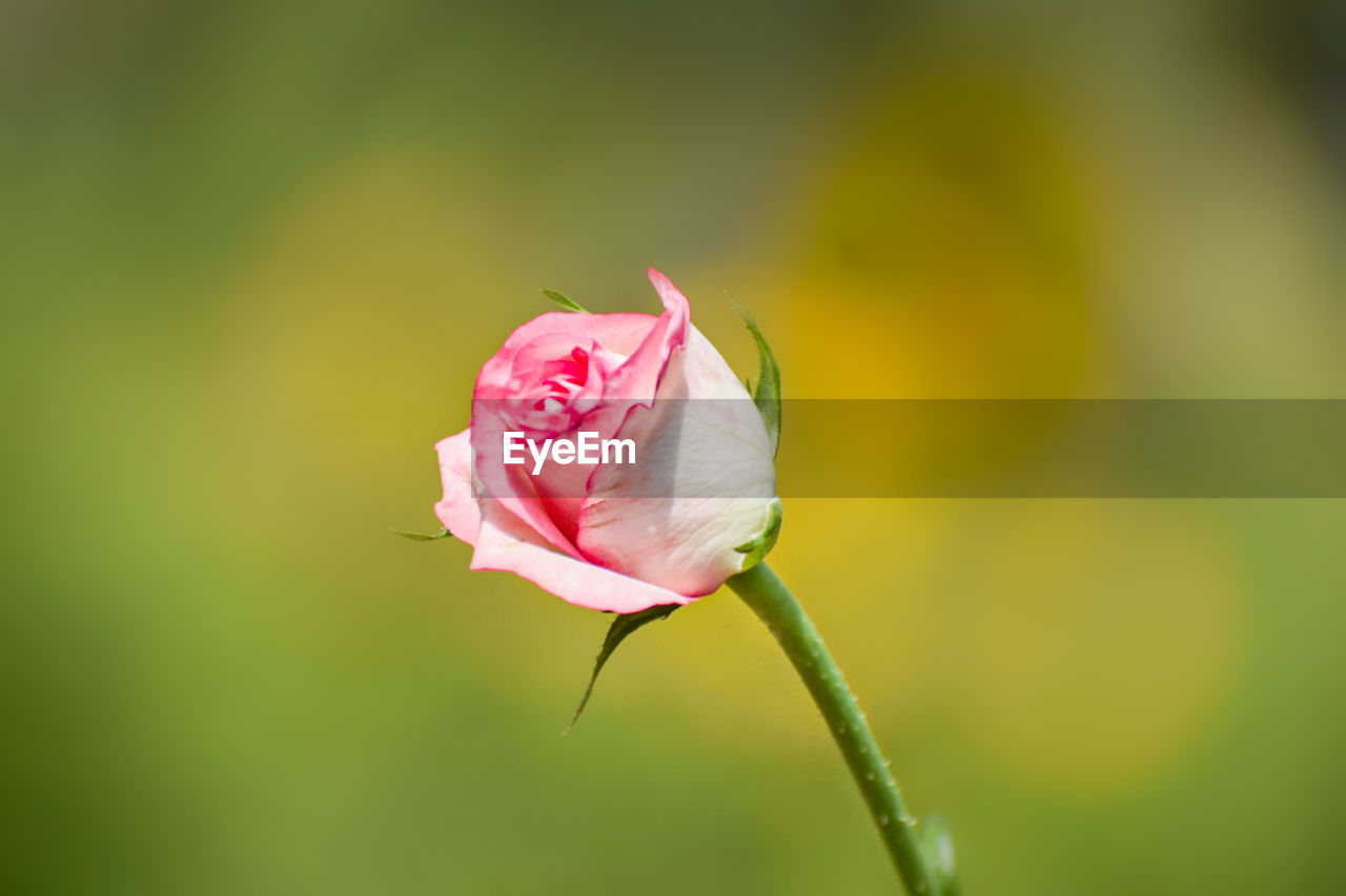 flower, flowering plant, plant, beauty in nature, freshness, fragility, petal, close-up, pink, bud, flower head, green, macro photography, nature, inflorescence, yellow, plant stem, rose, blossom, focus on foreground, no people, springtime, outdoors, leaf, growth, rose - flower, plant part, selective focus, day