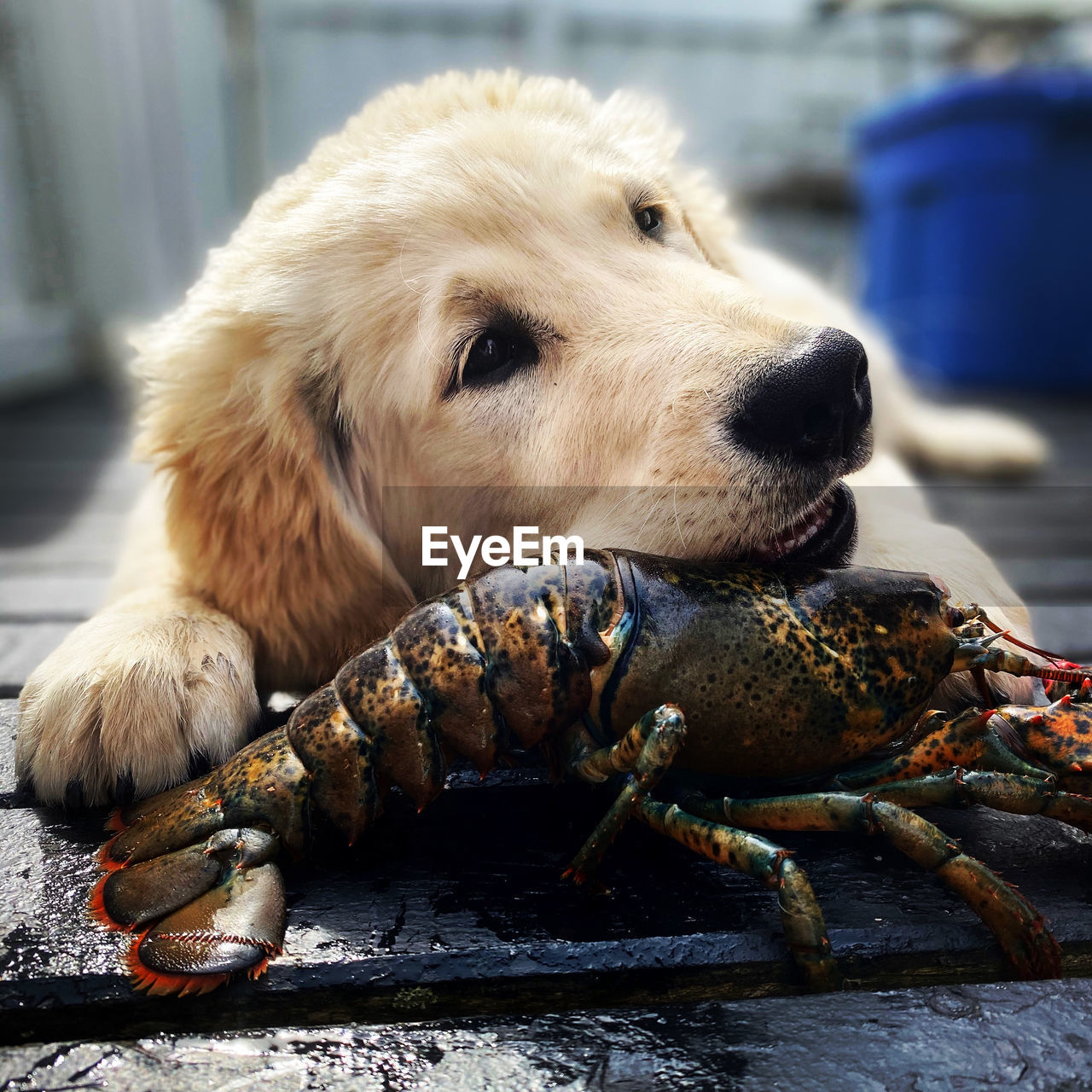 Puppy playing with a lobster