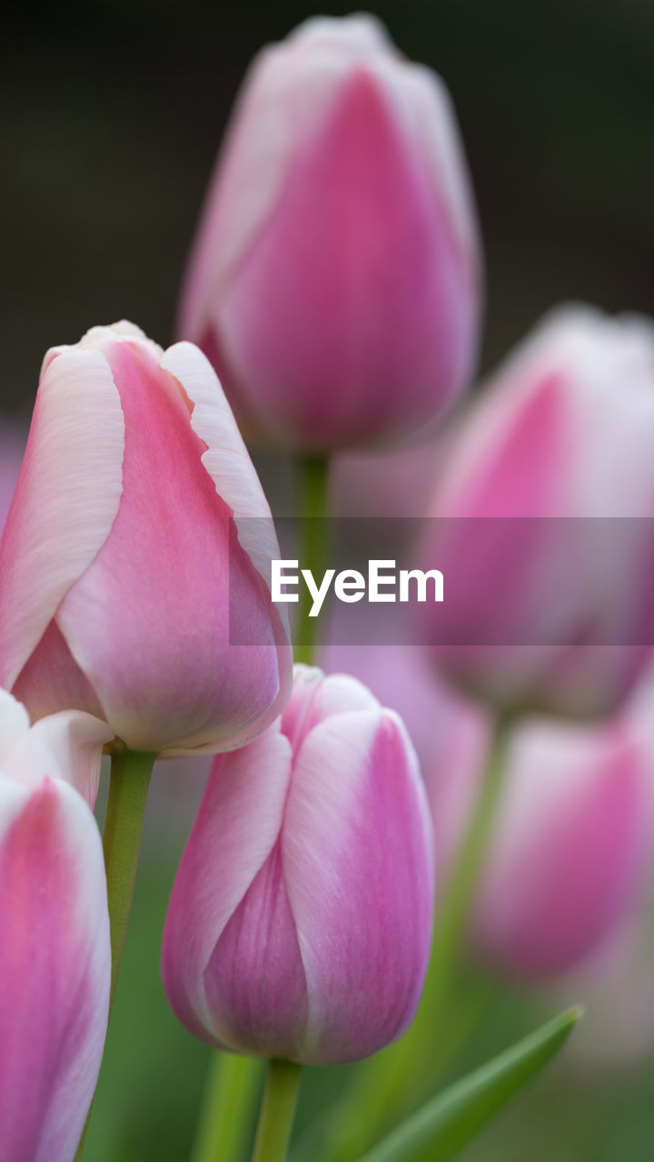 CLOSE-UP OF PINK TULIP