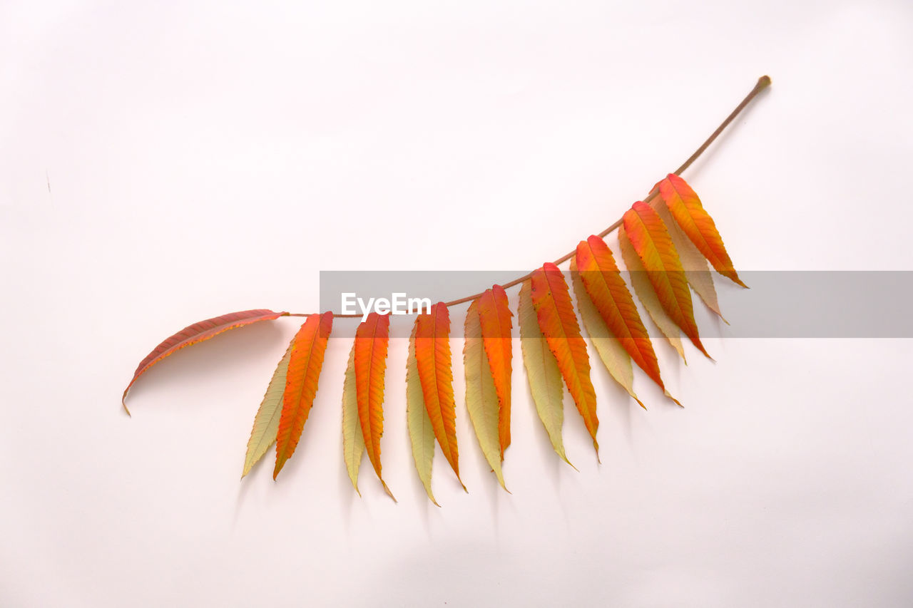 leaf, orange, no people, flower, macro photography, yellow, orange color, close-up, red, nature, hanging, food and drink, studio shot, food, indoors, multi colored, copy space, autumn