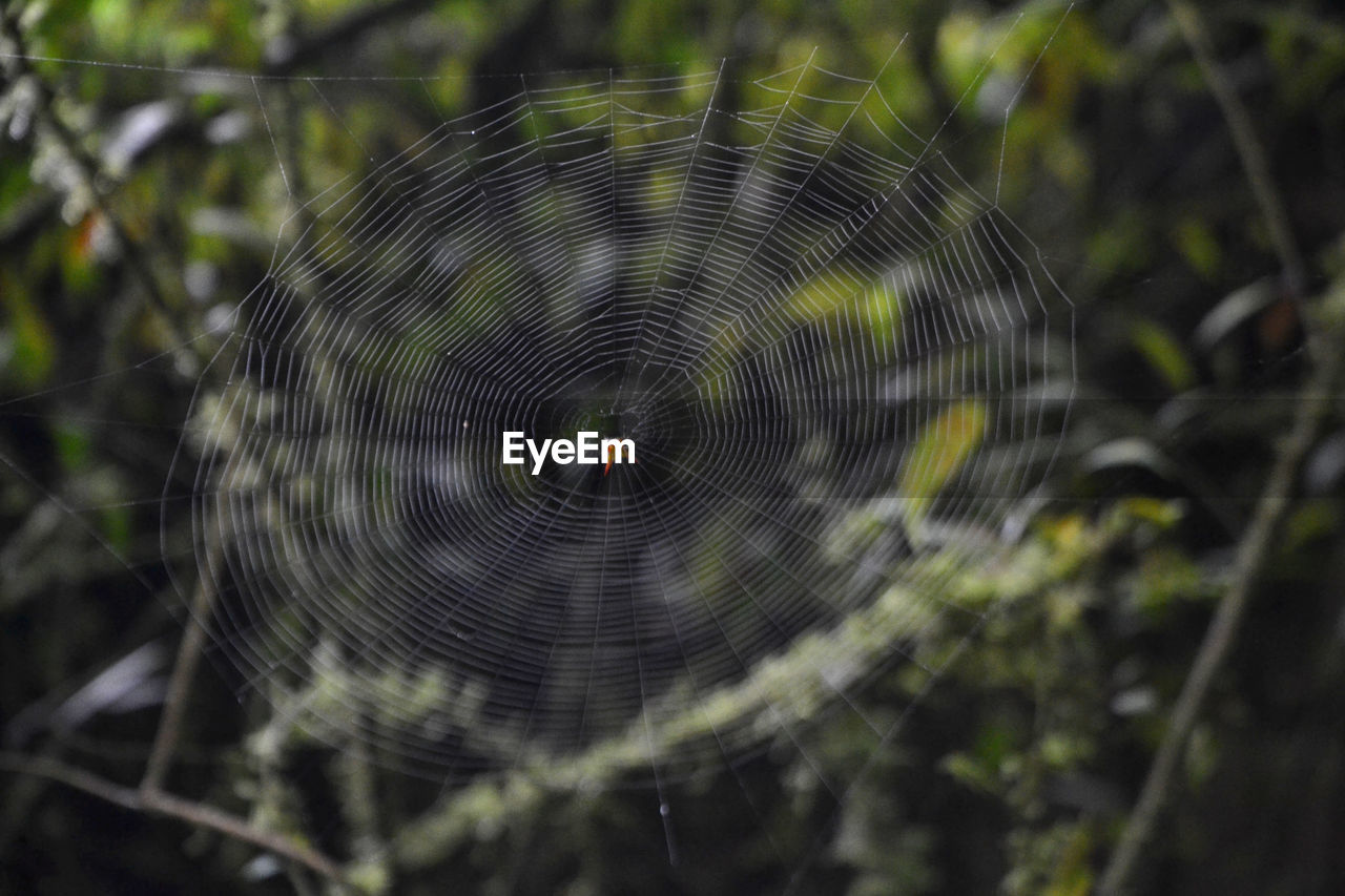 CLOSE-UP OF SPIDER AND WEB