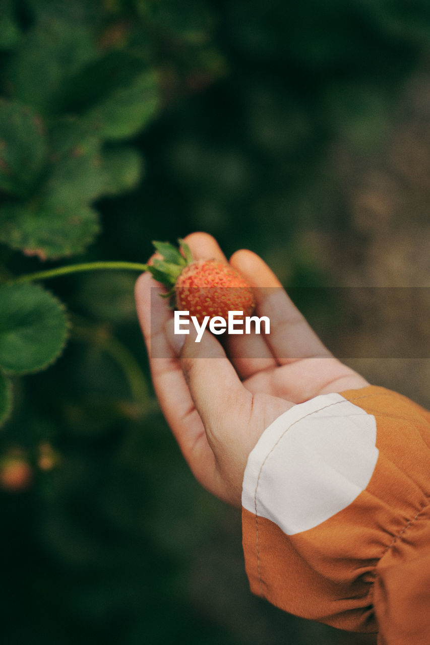 Fresh strawberries on woman hand 