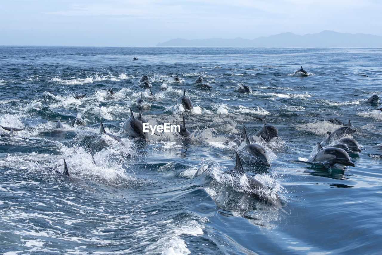 A large group of common dolphin swimming near espiritu santo island.