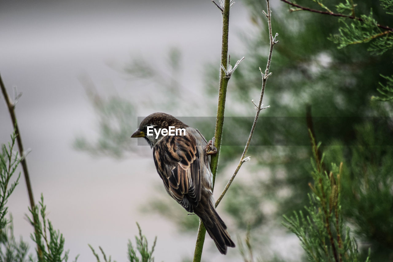 CLOSE-UP OF BIRD PERCHING ON PLANT