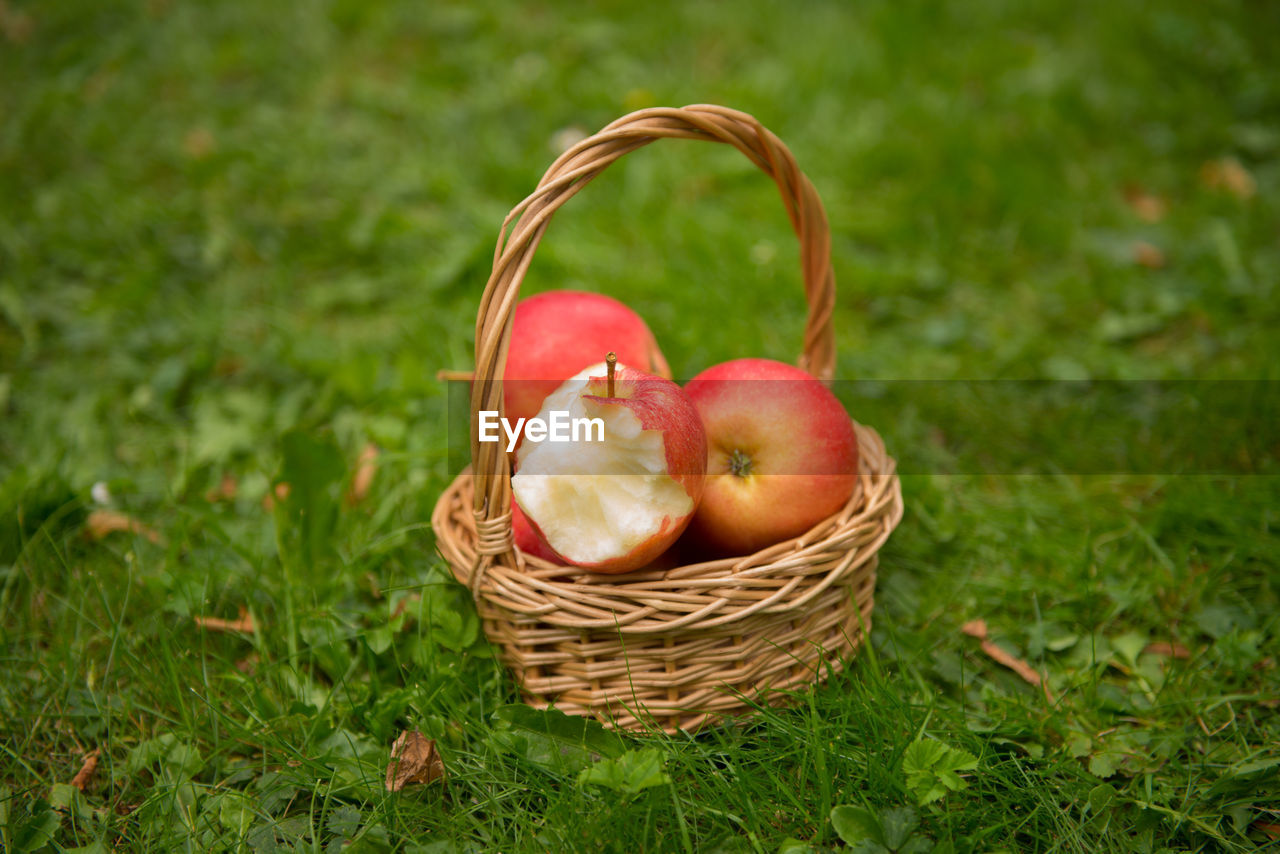 CLOSE-UP OF APPLE IN BASKET ON FIELD