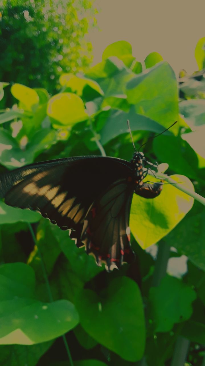 CLOSE-UP OF BUTTERFLY POLLINATING