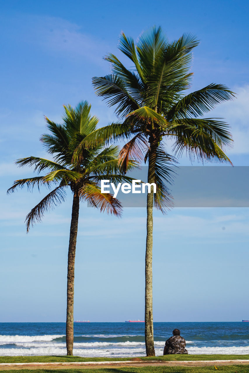 Palm tree on beach against sky