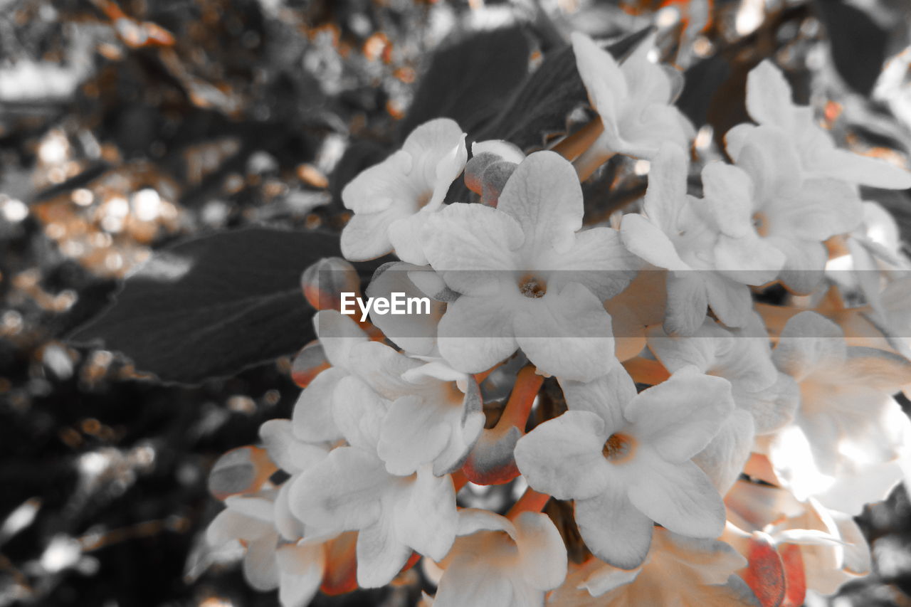 HIGH ANGLE VIEW OF WHITE FLOWERING PLANT