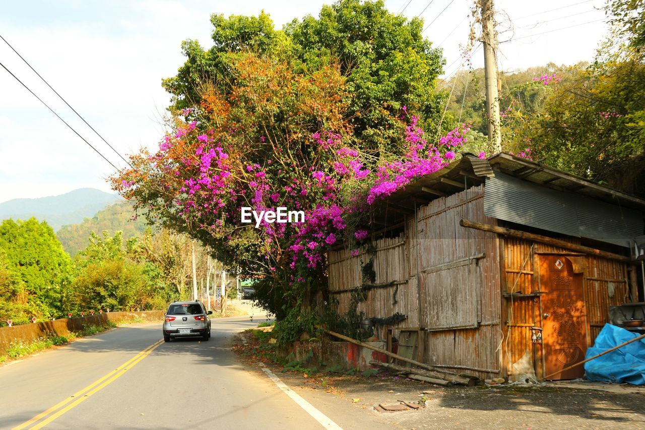 VIEW OF TREES ON ROAD