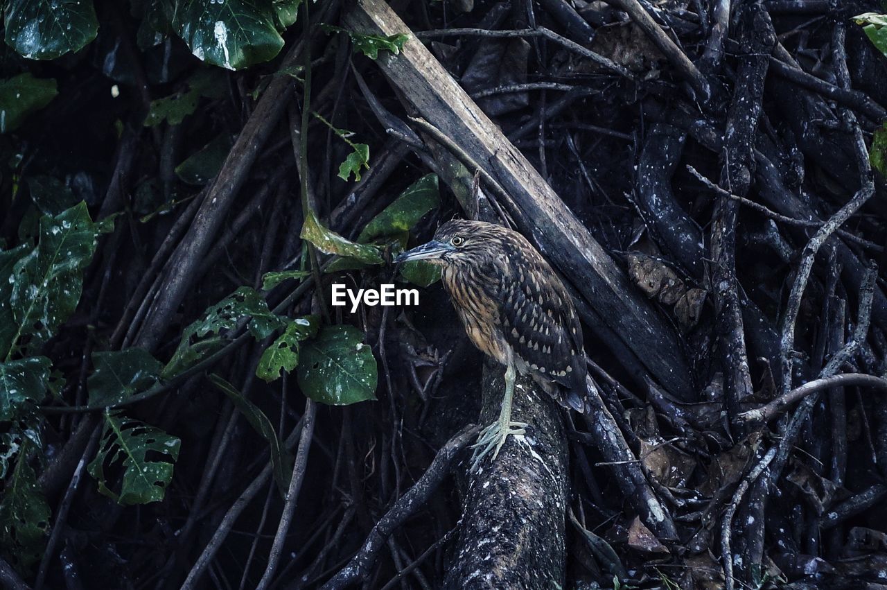 CLOSE-UP OF BIRD PERCHING ON BRANCH