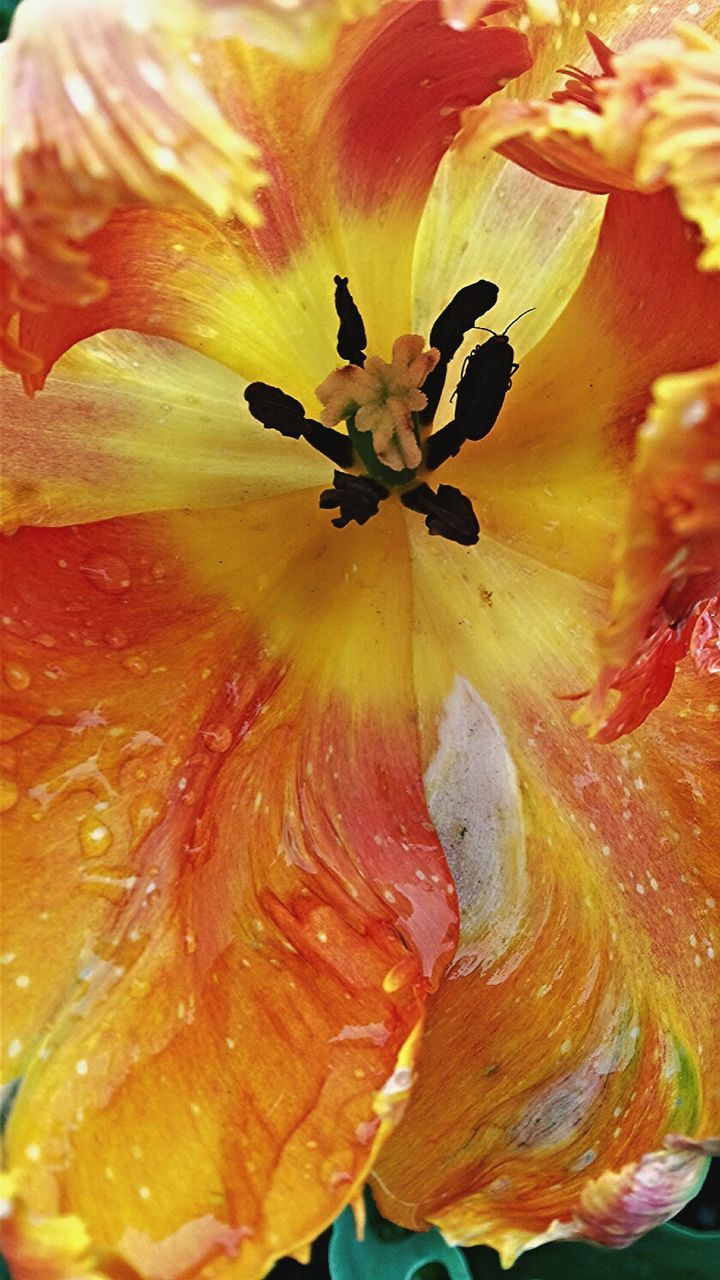 Extreme close-up of flower with dew drops