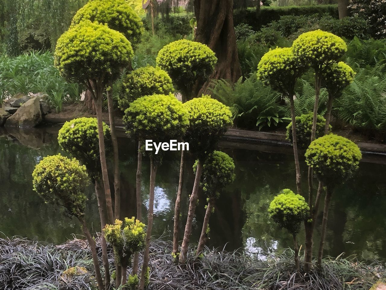 VIEW OF GARDEN BY LAKE