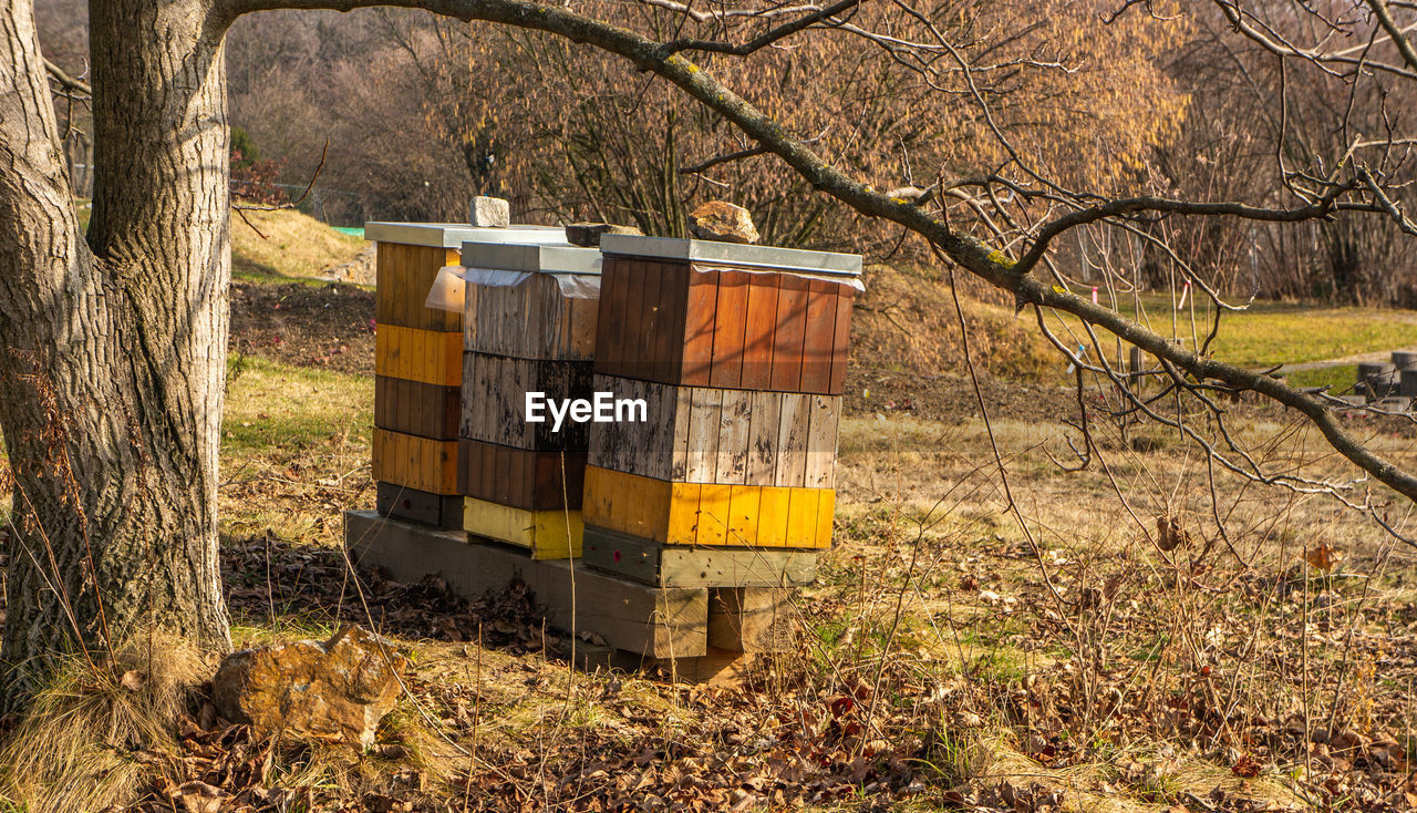 Beehives under a lrage tree in the botanical gardens, troja, prague. fall themed with dry leaves 