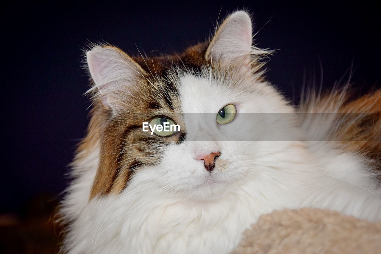 Close-up of white cat