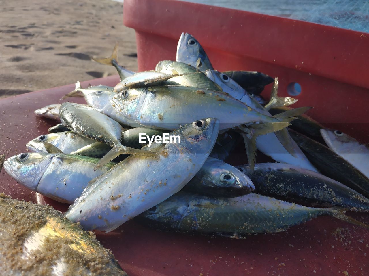 CLOSE-UP OF FISH FOR SALE AT MARKET