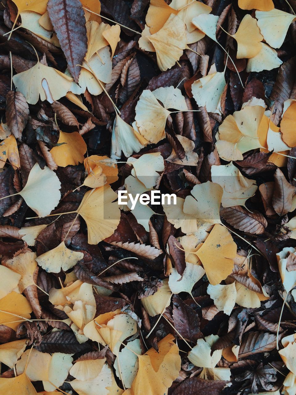 Full frame shot of autumn leaves