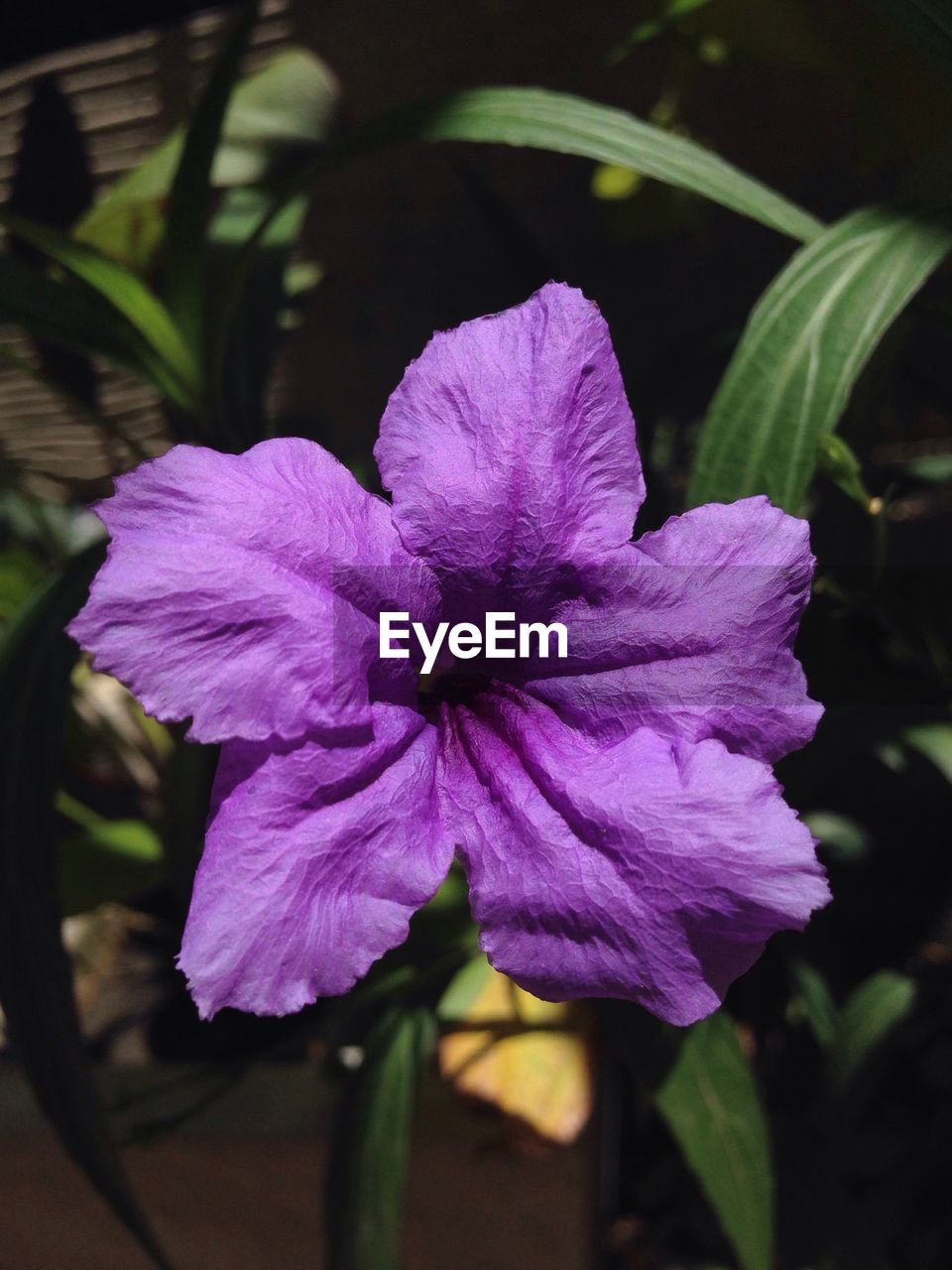 CLOSE-UP OF PURPLE FLOWERS BLOOMING