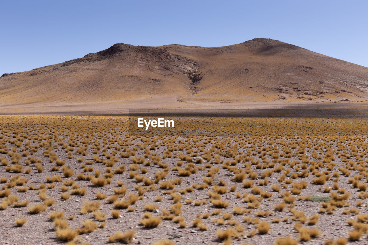 Puna, cordillera de los andes. scenic view of desert against clear sky