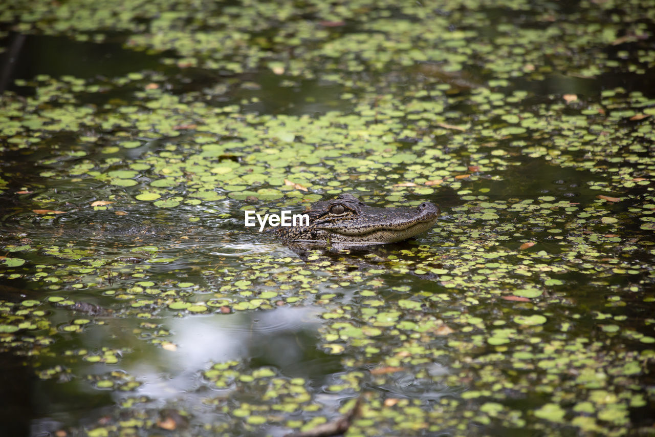 HIGH ANGLE VIEW OF AN ANIMAL IN WATER