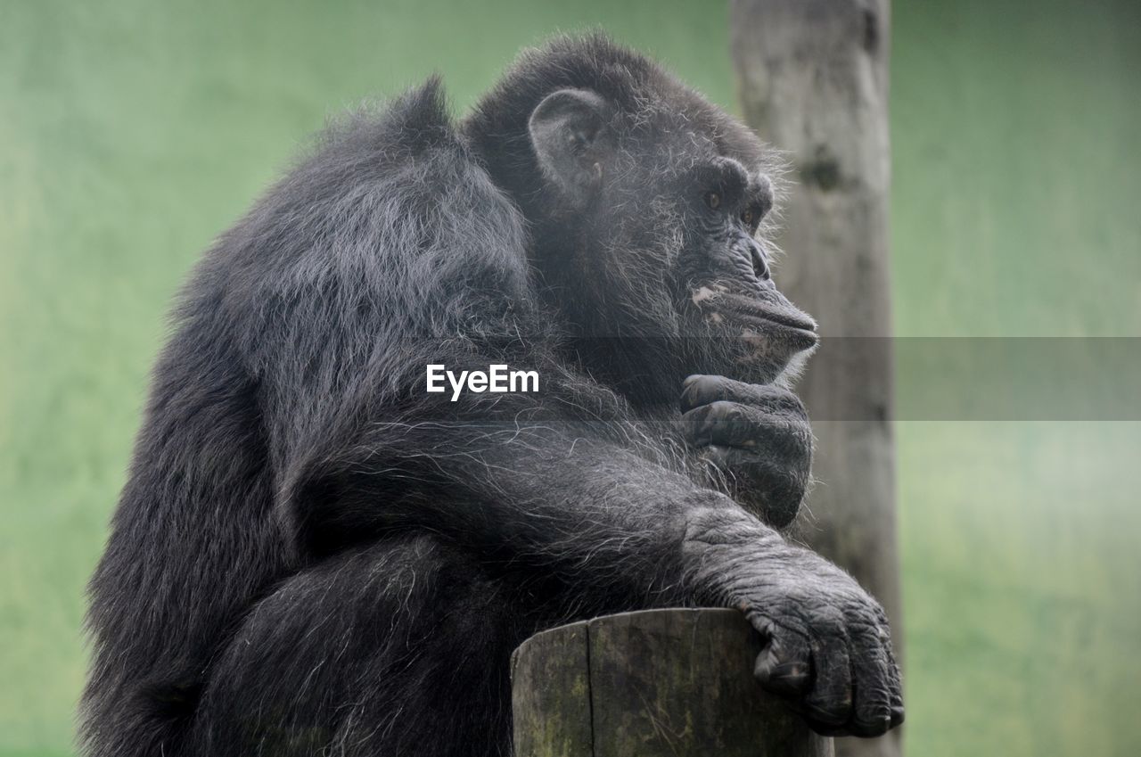 Close-up of a monkey