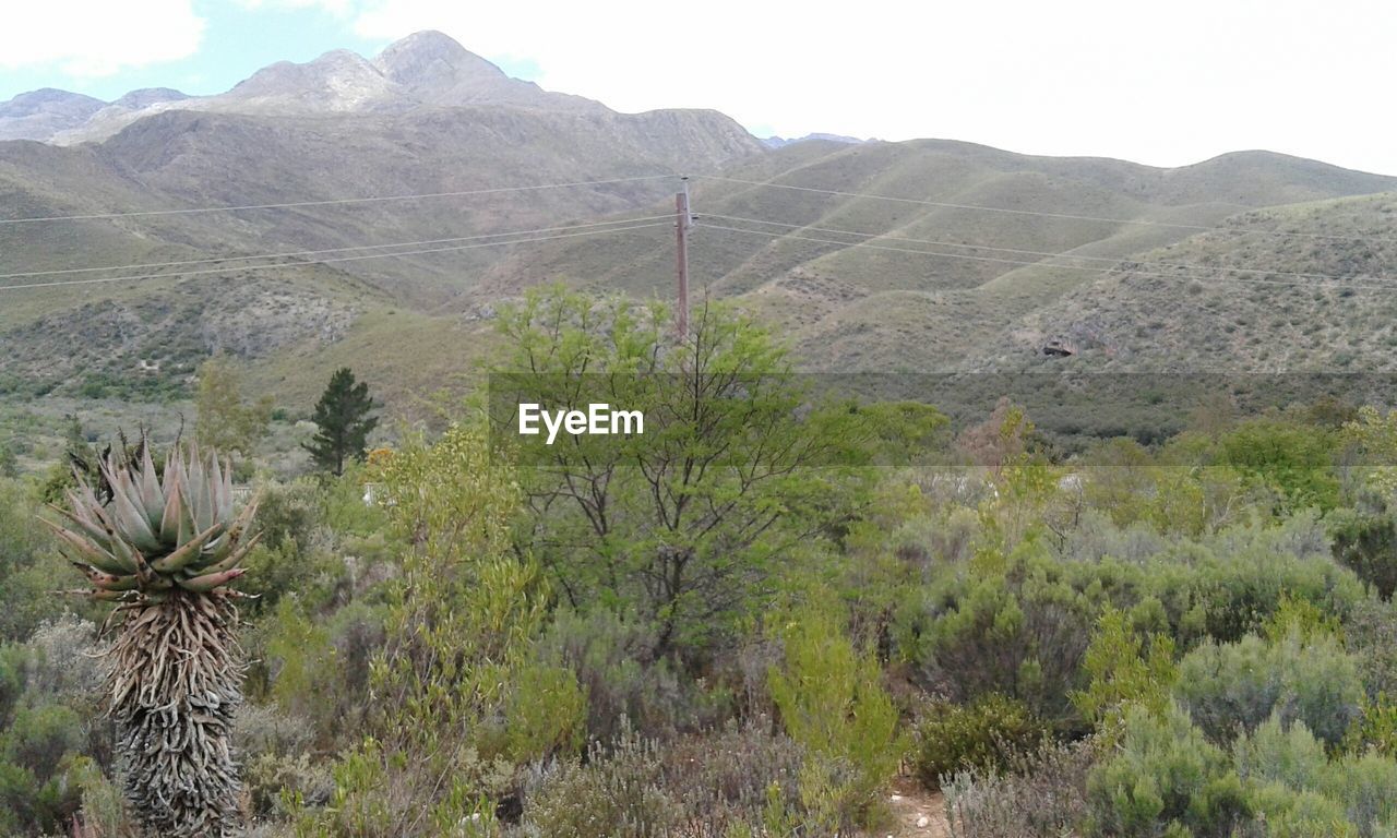 PLANTS ON LANDSCAPE AGAINST MOUNTAINS