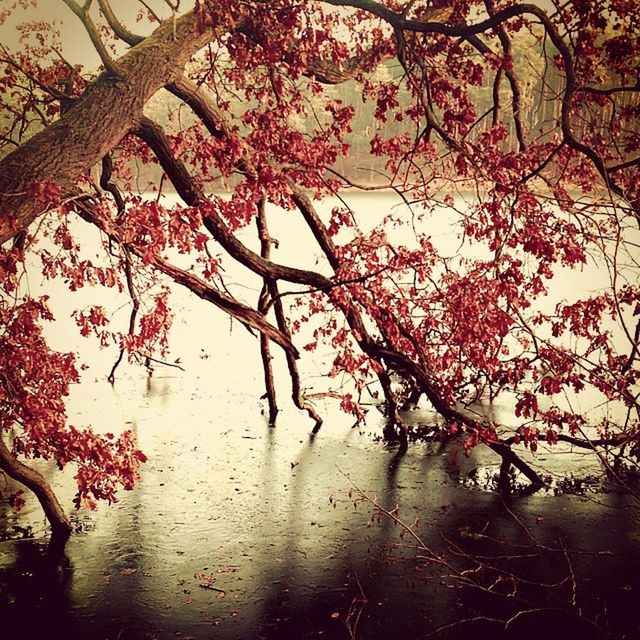 LEAVES ON TREE