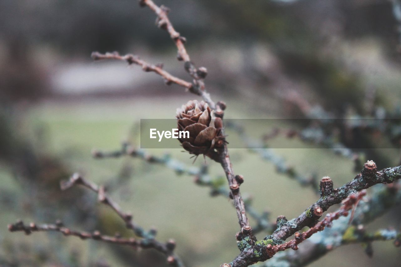 CLOSE-UP OF FRUIT ON TREE