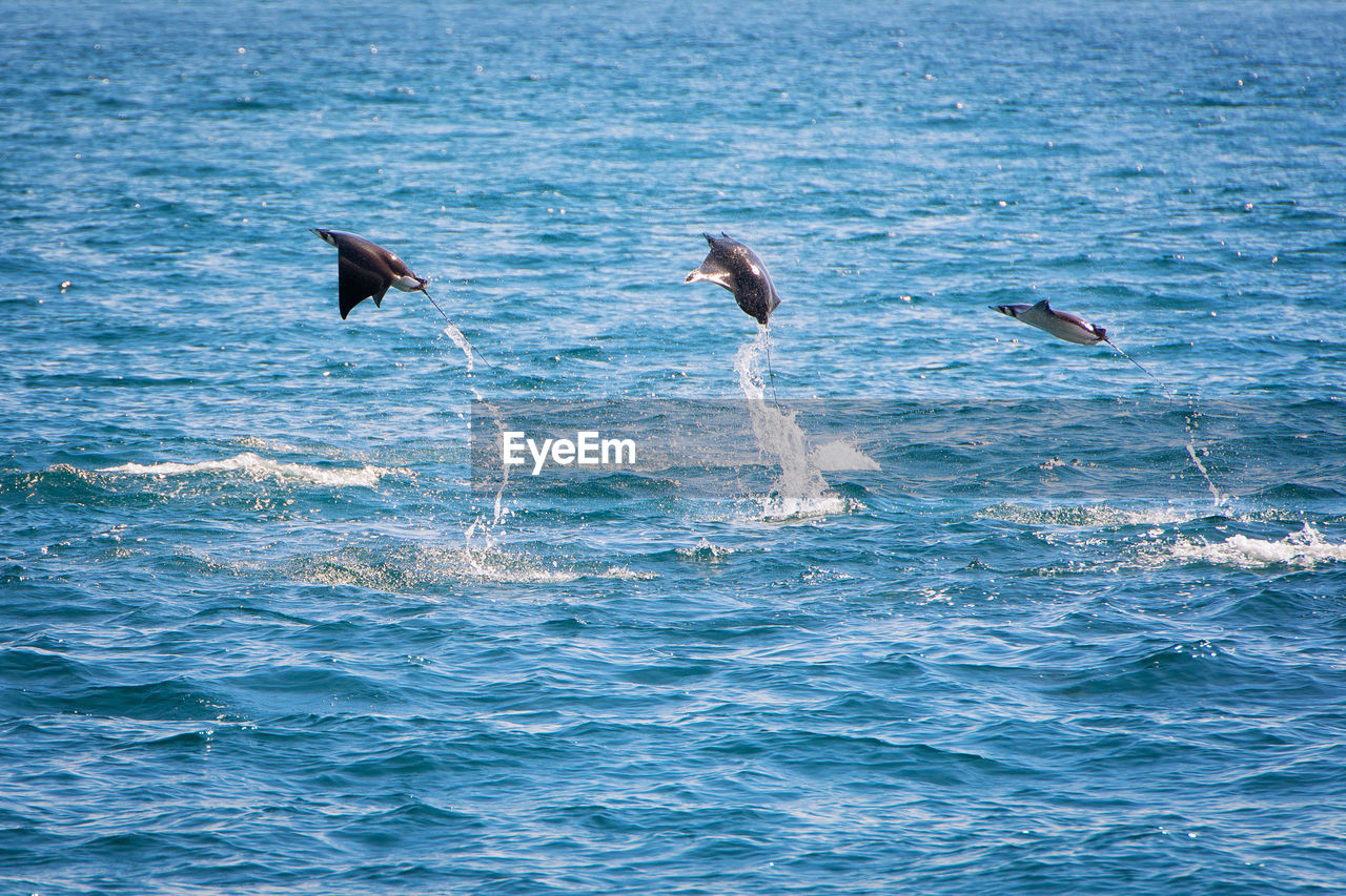 View of manta rays jumping in sea