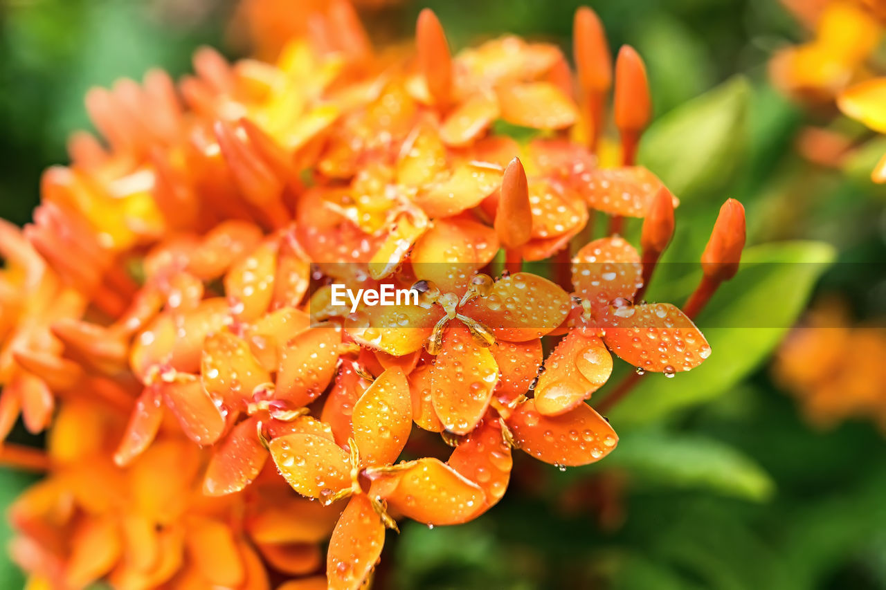 CLOSE-UP OF WET ORANGE FLOWERING PLANT