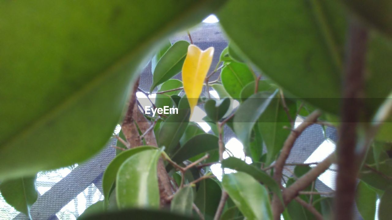 CLOSE-UP OF FRESH GREEN PLANT