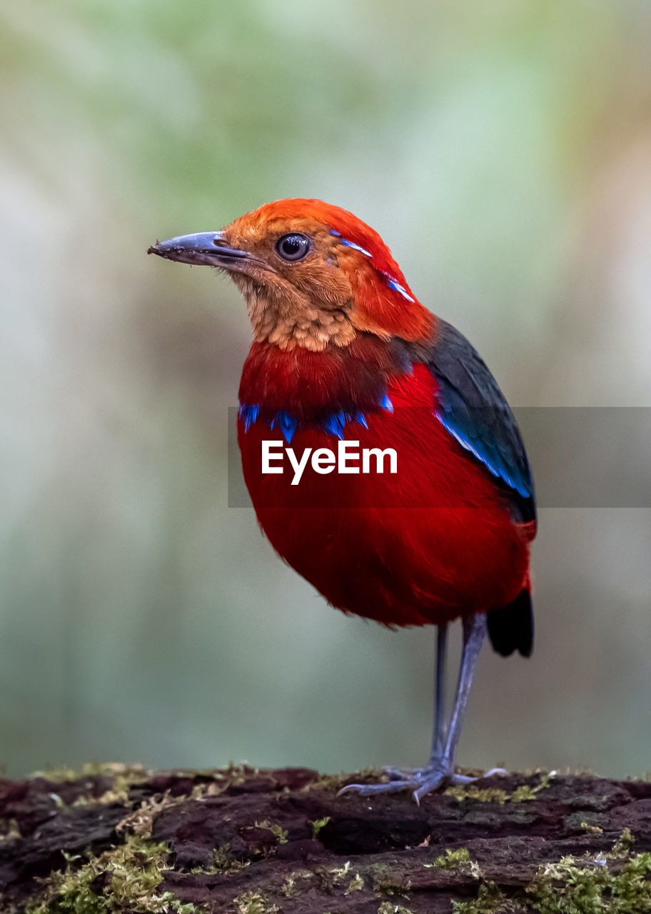 CLOSE-UP OF A BIRD