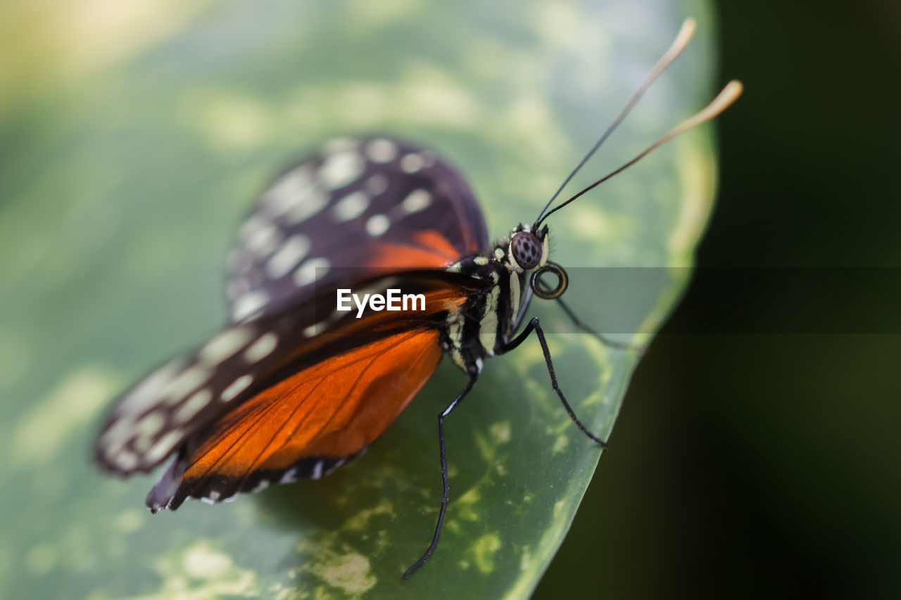 Close-up of butterfly perching on leaf