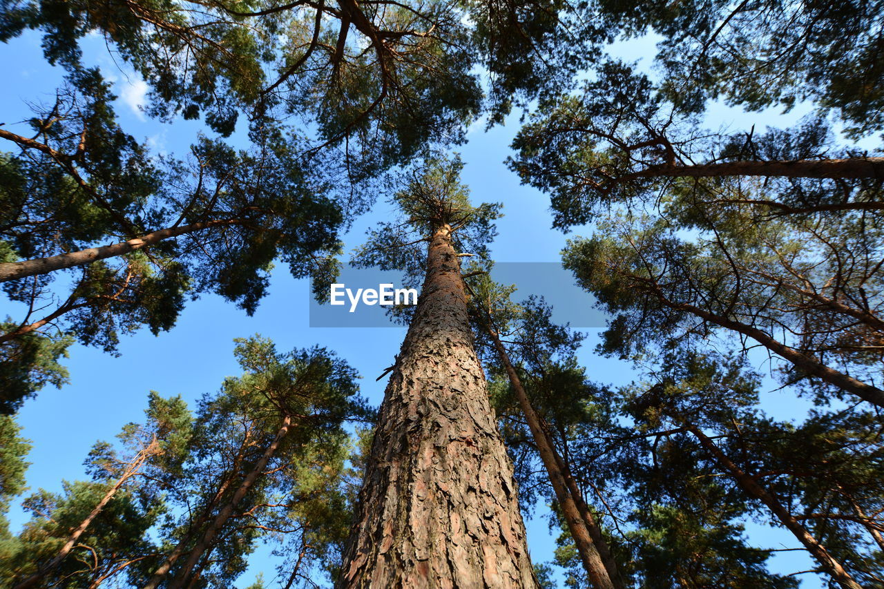 LOW ANGLE VIEW OF TREE AGAINST SKY