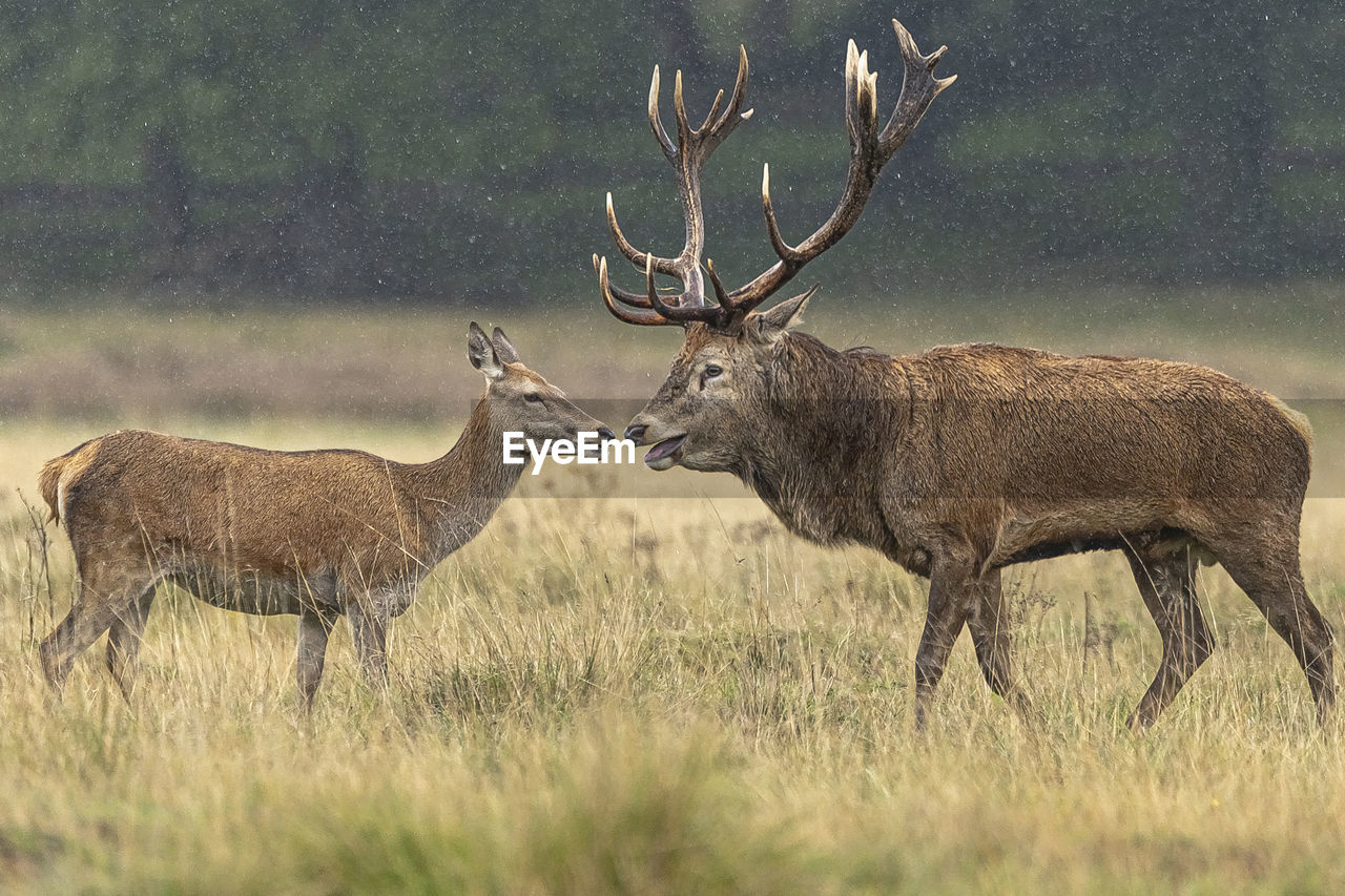 DEER STANDING IN FIELD