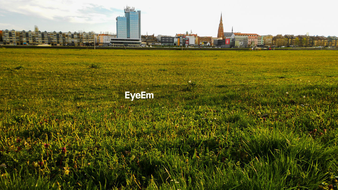 Scenic view of grassy field against sky