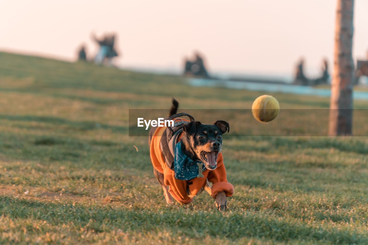 Dog running on grassy field towards ball against sky during sunset