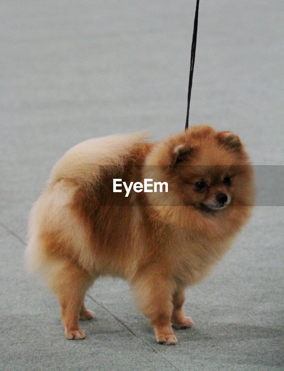 PORTRAIT OF DOG STANDING