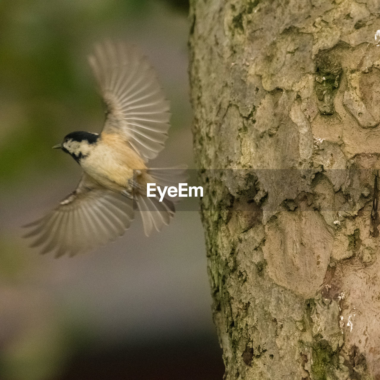 HIGH ANGLE VIEW OF BIRD FLYING