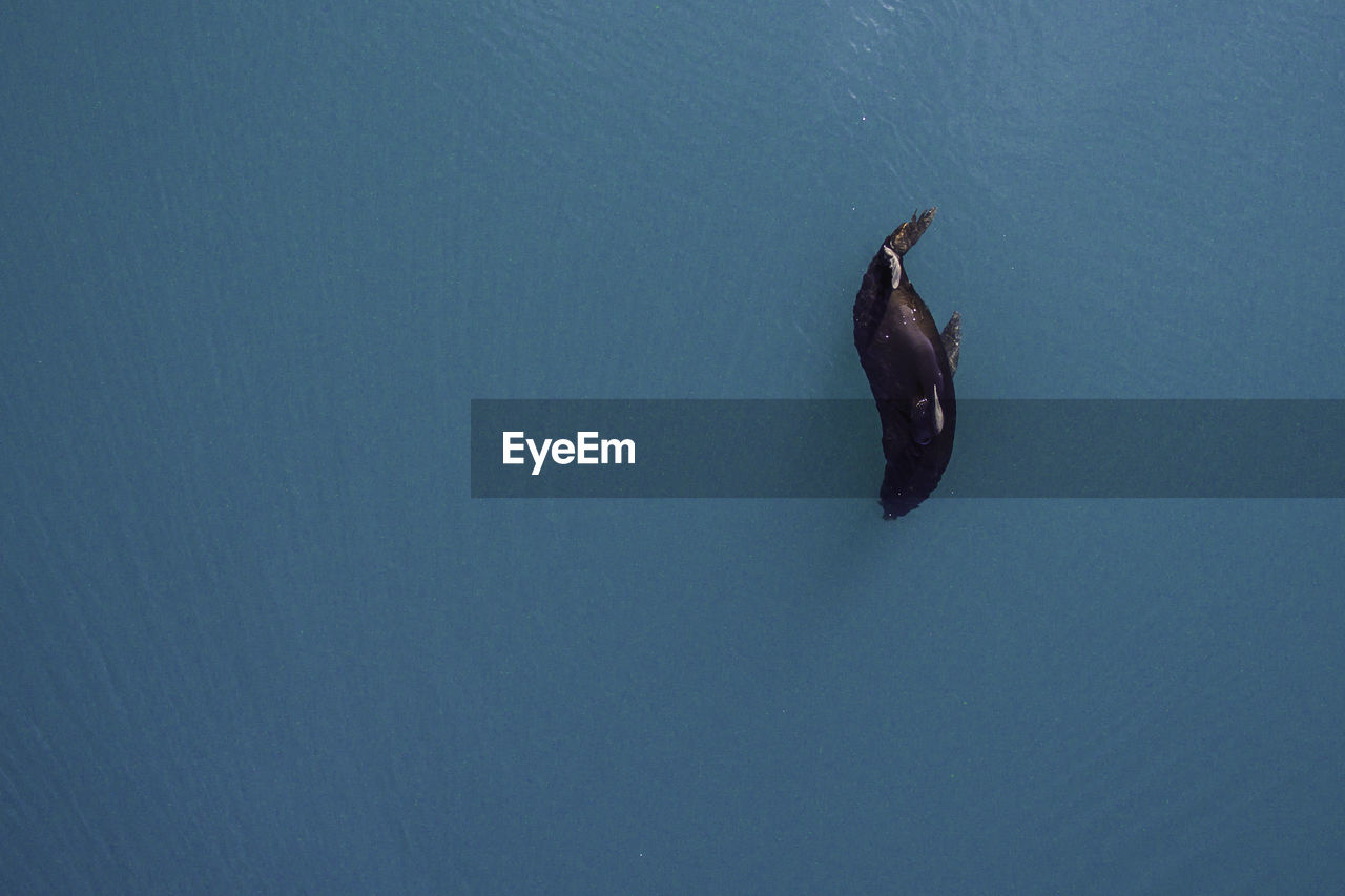 High angle view of sea lion swimming in sea