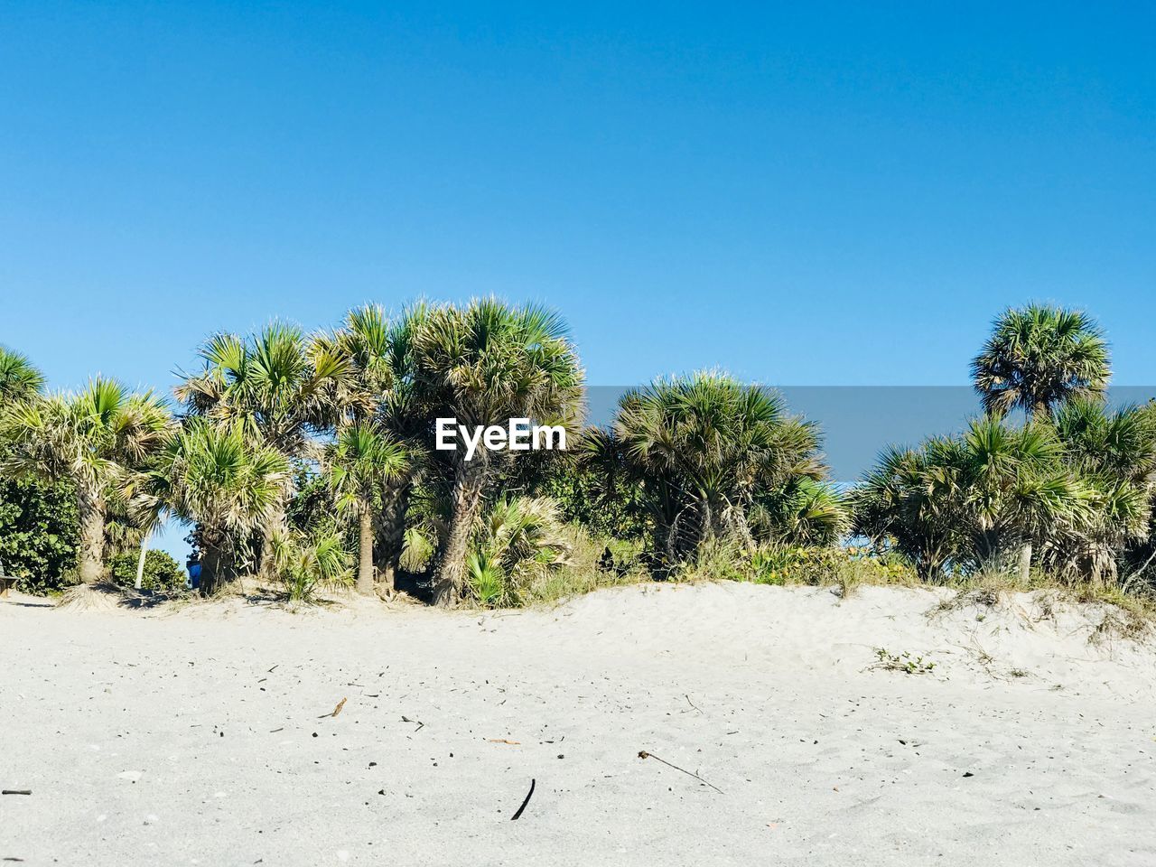 VIEW OF TREES ON SAND DUNE